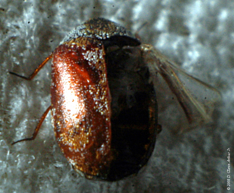 [insect photo, macro]