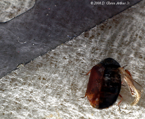 [photo showing scale of insect]