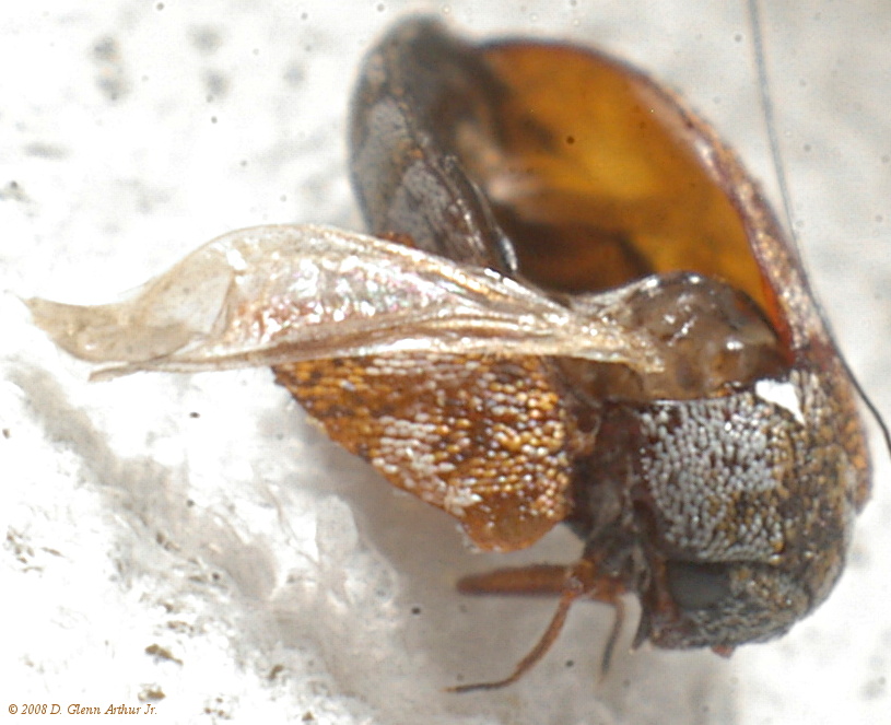 [insect photo, macro]