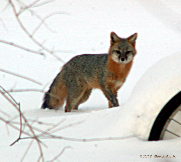 a pointy-nosed, bushy-tailed,triangle-eared critter stares at the camera from the yardnext door