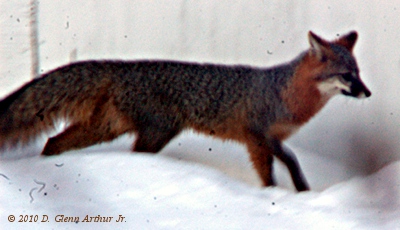 same animal, departing