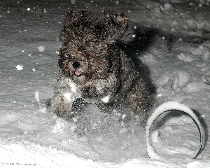 Small dog romping through falling snow, ears flapping and eyes bright