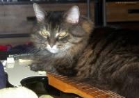 Perrine Perrine using my axe as furniture