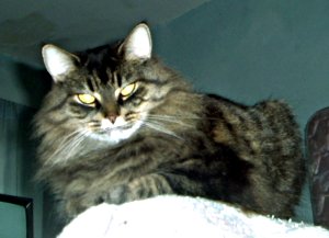 Perrine perched on my knees