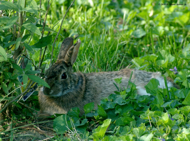[wild rabbit sort-of-hidingbehind a bush]